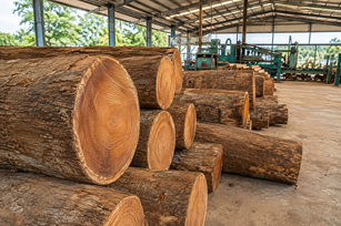 Teak Logs In A Sunlit Sawmill